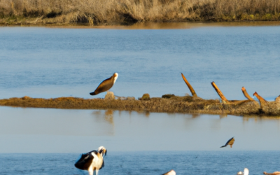 Bird Activity As A Sign Of Prime Fishing Zones