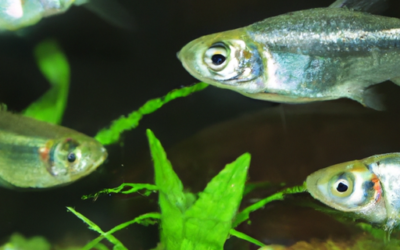 Understanding The Life Cycle Of Common Target Fish Species